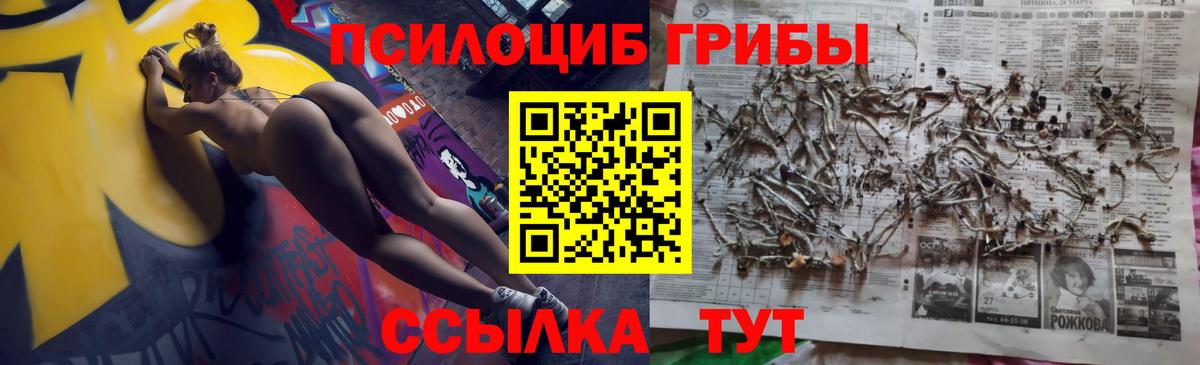 Псилоцибиновые грибы Cubensis Боровичи